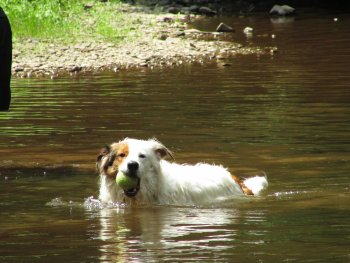 Dog swimming at Rip Van Winkle Campgrounds in the Catskills NY
