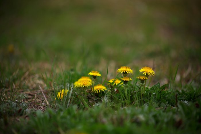 grass and flowers signifying spring camping