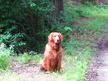 Dog sitting on trail at Rip Van Winkle Campgrounds in the Catskills