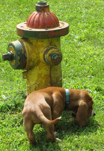 Dogs in Rip's Dog Park at Rip Van Winkle Campgrounds in Saugerties, NY