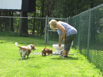 Dogs in Rip's Dog Park at Rip Van Winkle Campgrounds in Saugerties, NY