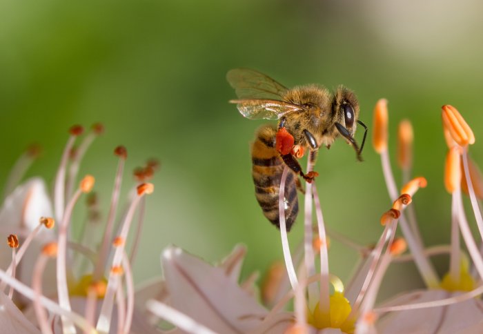 Bees buzzing at Rip Van Winkle Campgrounds