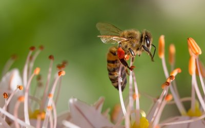 Bees buzzing at Rip Van Winkle Campgrounds